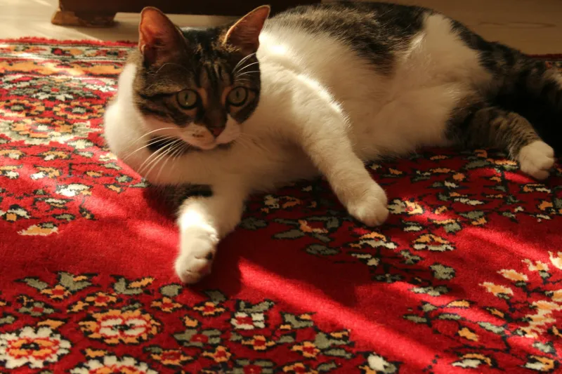 Furry Photobombs & Four-Legged Fame Thieves: When British Celebrities Got Completely Schooled by Their Own Pets